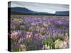 Blooming Lupine Near Town of Teanua, South Island, New Zealand-Dennis Flaherty-Stretched Canvas