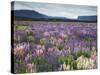 Blooming Lupine Near Town of Teanua, South Island, New Zealand-Dennis Flaherty-Stretched Canvas