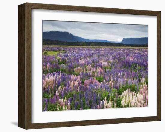 Blooming Lupine Near Town of Teanua, South Island, New Zealand-Dennis Flaherty-Framed Photographic Print