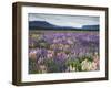 Blooming Lupine Near Town of Teanua, South Island, New Zealand-Dennis Flaherty-Framed Photographic Print