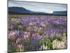 Blooming Lupine Near Town of Teanua, South Island, New Zealand-Dennis Flaherty-Mounted Photographic Print