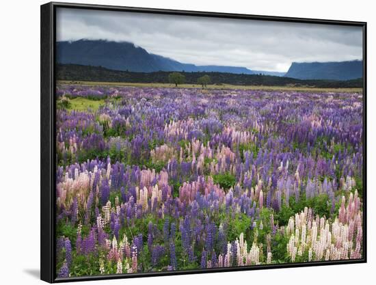 Blooming Lupine Near Town of Teanua, South Island, New Zealand-Dennis Flaherty-Framed Photographic Print