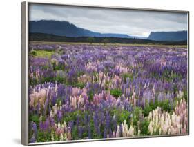 Blooming Lupine Near Town of Teanua, South Island, New Zealand-Dennis Flaherty-Framed Photographic Print