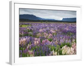 Blooming Lupine Near Town of Teanua, South Island, New Zealand-Dennis Flaherty-Framed Photographic Print