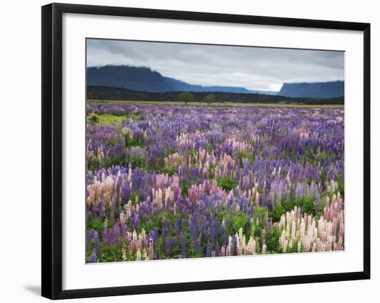 Blooming Lupine Near Town of Teanua, South Island, New Zealand-Dennis Flaherty-Framed Photographic Print