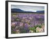 Blooming Lupine Near Town of Teanua, South Island, New Zealand-Dennis Flaherty-Framed Photographic Print