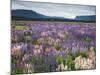 Blooming Lupine Near Town of Teanua, South Island, New Zealand-Dennis Flaherty-Mounted Photographic Print