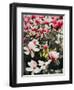 Blooming Magnolia, 2018,-Helen White-Framed Giclee Print