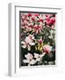 Blooming Magnolia, 2018,-Helen White-Framed Giclee Print