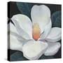 Blooming Magnolia I-Tim OToole-Stretched Canvas