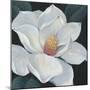 Blooming Magnolia II-Tim OToole-Mounted Premium Giclee Print