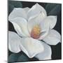 Blooming Magnolia II-Tim OToole-Mounted Art Print