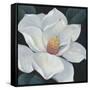 Blooming Magnolia II-Tim OToole-Framed Stretched Canvas