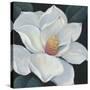 Blooming Magnolia II-Tim OToole-Stretched Canvas