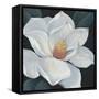 Blooming Magnolia II-Tim OToole-Framed Stretched Canvas