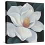 Blooming Magnolia II-Tim OToole-Stretched Canvas