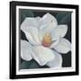 Blooming Magnolia II-Tim OToole-Framed Art Print