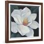 Blooming Magnolia II-Tim OToole-Framed Art Print
