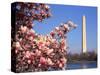 Blooming Magnolia near Washington Monument-Alan Schein-Stretched Canvas