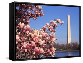 Blooming Magnolia near Washington Monument-Alan Schein-Framed Stretched Canvas