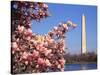 Blooming Magnolia near Washington Monument-Alan Schein-Stretched Canvas