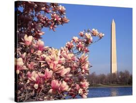 Blooming Magnolia near Washington Monument-Alan Schein-Stretched Canvas