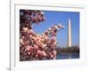 Blooming Magnolia near Washington Monument-Alan Schein-Framed Photographic Print