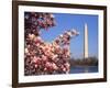 Blooming Magnolia near Washington Monument-Alan Schein-Framed Photographic Print