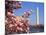 Blooming Magnolia near Washington Monument-Alan Schein-Mounted Photographic Print