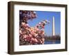 Blooming Magnolia near Washington Monument-Alan Schein-Framed Photographic Print