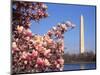 Blooming Magnolia near Washington Monument-Alan Schein-Mounted Photographic Print