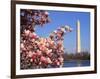 Blooming Magnolia near Washington Monument-Alan Schein-Framed Photographic Print