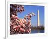 Blooming Magnolia near Washington Monument-Alan Schein-Framed Photographic Print