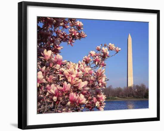 Blooming Magnolia near Washington Monument-Alan Schein-Framed Photographic Print