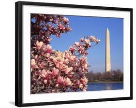 Blooming Magnolia near Washington Monument-Alan Schein-Framed Photographic Print