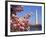 Blooming Magnolia near Washington Monument-Alan Schein-Framed Photographic Print