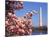 Blooming Magnolia near Washington Monument-Alan Schein-Stretched Canvas