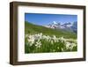 Blooming meadow of Narcissus at col du Lautaret in France-ClickAlps-Framed Photographic Print