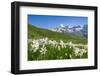 Blooming meadow of Narcissus at col du Lautaret in France-ClickAlps-Framed Photographic Print