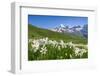 Blooming meadow of Narcissus at col du Lautaret in France-ClickAlps-Framed Photographic Print