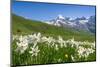 Blooming meadow of Narcissus at col du Lautaret in France-ClickAlps-Mounted Photographic Print