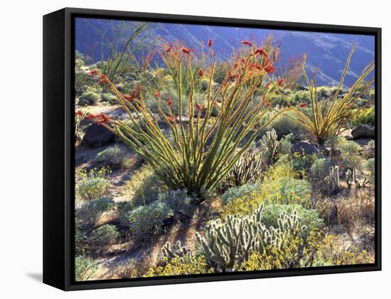 Blooming Ocotillo Cactus and Brittlebush Desert Wildflowers, Anza-Borrego Desert State Park-Christopher Talbot Frank-Framed Stretched Canvas