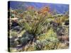 Blooming Ocotillo Cactus and Brittlebush Desert Wildflowers, Anza-Borrego Desert State Park-Christopher Talbot Frank-Stretched Canvas