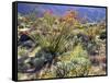 Blooming Ocotillo Cactus and Brittlebush Desert Wildflowers, Anza-Borrego Desert State Park-Christopher Talbot Frank-Framed Stretched Canvas