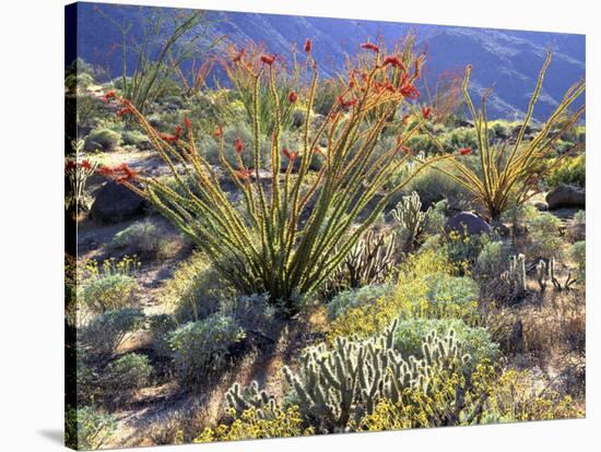 Blooming Ocotillo Cactus and Brittlebush Desert Wildflowers, Anza-Borrego Desert State Park-Christopher Talbot Frank-Stretched Canvas