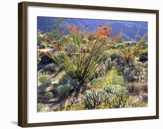 Blooming Ocotillo Cactus and Brittlebush Desert Wildflowers, Anza-Borrego Desert State Park-Christopher Talbot Frank-Framed Photographic Print