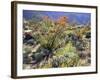 Blooming Ocotillo Cactus and Brittlebush Desert Wildflowers, Anza-Borrego Desert State Park-Christopher Talbot Frank-Framed Photographic Print