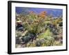 Blooming Ocotillo Cactus and Brittlebush Desert Wildflowers, Anza-Borrego Desert State Park-Christopher Talbot Frank-Framed Photographic Print