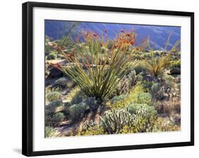 Blooming Ocotillo Cactus and Brittlebush Desert Wildflowers, Anza-Borrego Desert State Park-Christopher Talbot Frank-Framed Photographic Print