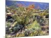 Blooming Ocotillo Cactus and Brittlebush Desert Wildflowers, Anza-Borrego Desert State Park-Christopher Talbot Frank-Mounted Photographic Print